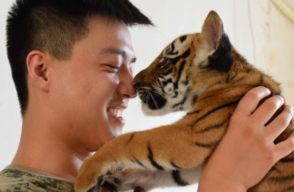 A zookeeper and a tiger cub at Wangcheng Park in Luoyang, Henan province, on July 3, 2013. [Photo by Gao Shanyue/Asianewsphoto]