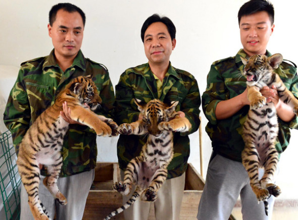 Three zookeepers each hold up a tiger cub at Wangcheng Park in Luoyang, Henan province, on July 2, 2013. [Photo/Xinhua]