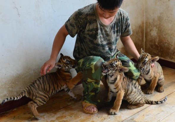 A zookeeper looks after three tiger cubs on their first day out in public at Wangcheng Park in Luoyang, Henan province, on July 3, 2013. [Photo by Gao Shanyue/Asianewsphoto]
