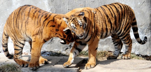 File photo of Wang Wang and Hu Hu, parents of the three tiger cubs at Wangcheng Park in Luoyang, Henan province. [Photo/Xinhua]