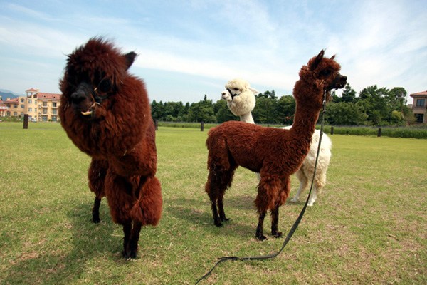 Alpacas relax after a shearing at a manor resort in Tonglu County in East China's Zhejiang province, July 4, 2013. A heat wave hit most parts of China on Thursday and the local temperature reached 37 degrees Celsius. [Photo/He Xiaohua/Asianewsphoto]