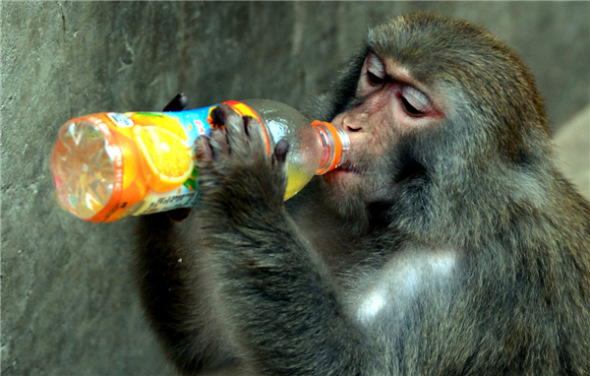 A monkey has a drink at the zoo in Wangcheng Park in Luoyang, Henan province, July 25, 2013. [Photo by Gao Shanyue/Asianewsphoto]