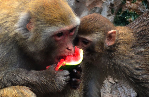 Two monkeys eat watermelons at the zoo in Wangcheng Park in Luoyang, Henan province, July 25, 2013. [Photo by Gao Shanyue/Asianewsphoto]