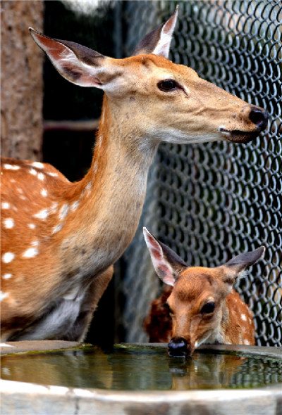 A sika deer cub drinks water in the company of its mother at the zoo in Wangcheng Park in Luoyang, Henan province, July 25, 2013. [Photo by Gao Shanyue/Asianewsphoto]