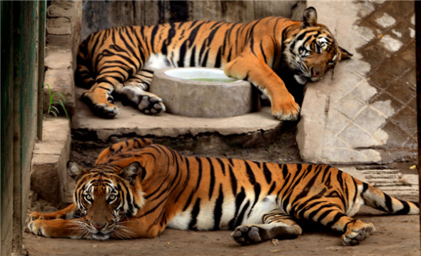 Tigers sleep in the shade at the zoo in Wangcheng Park in Luoyang, Henan province, July 25, 2013. [Photo by Gao Shanyue/Asianewsphoto]