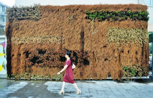A woman passes a singed plant decorative wall which has become withered due the recent heat wave in Hangzhou on July 25, 2013. The continuous hot weather has killed many green plants along the roadsides in Hangzhou. The city's meteorological observatory said the subtropical high, sun with extreme high temperature (39 C- 41 C) will dominate Hangzhou's weather until July 28. [Photo by Long Wei/ Asianewsphoto]