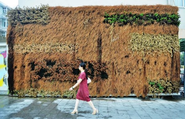 A woman passes a singed plant decorative wall which has become withered due the recent heat wave in Hangzhou on July 25, 2013. The continuous hot weather has killed many green plants along the roadsides in Hangzhou. The city's meteorological observatory said the subtropical high, sun with extreme high temperature (39 C- 41 C) will dominate Hangzhou's weather until July 28. [Photo by Long Wei/ Asianewsphoto]