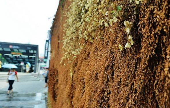 The singed decorative wall has become withered due the recent heat wave in Hangzhou on July 25, 2013. The continuous hot weather burnt out many green plants along the roadsides in Hangzhou. The city's meteorological observatory said the subtropical high, sun with extreme high temperature (39 C- 41 C) will dominate Hangzhou's weather until July 28. [Photo by Long Wei/ Asianewsphoto]