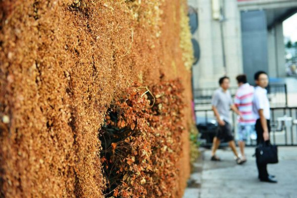 The singed decorative wall has become withered due the recent heat wave in Hangzhou on July 25, 2013. The continuous hot weather has killed many green plants along the roadsides in Hangzhou. The city's meteorological observatory said the subtropical high, sun with extreme high temperature (39 C- 41 C) will dominate Hangzhou's weather until July 28. [Photo by Long Wei/ Asianewsphoto]