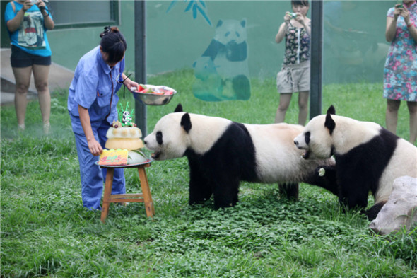 A staff member prepares ice birthday cake for giant pandas Qinchuan and Lele at Jinbao Fairyland in Weifang, Shandong province, July 26, 2013. The special cake is made of ice with apple, carrot and bamboo shoots. [Photo by Zhangchi/Asianewsphoto]