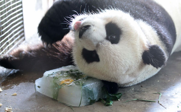 A panda lies on a piece of <i>baobing</i>, an ice cake mixed with fruits, vegetables, honey or bamboo leaves at a zoo in Xiamen, East China's Fujian province, July 28, 2013. The meal is to help the panda to cool off as temperatures hit 32 C on Saturday. [Photo/Asianewsphoto]