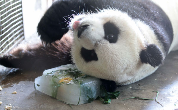 A panda lies on a piece of <i>baobing</i>, an ice cake mixed with fruits, vegetables, honey or bamboo leaves at a zoo in Xiamen, East China's Fujian province, July 28, 2013. The meal is to help the panda to cool off as temperatures hit 32 C on Saturday. [Photo/Asianewsphoto]
