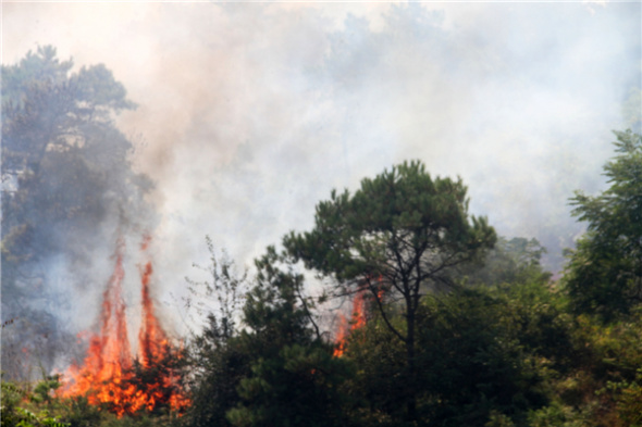 A wild fire breaks out on Aug 7 in suburban forests three kilometers north of Suijiang countyJiangxi province after prolonged hot, dry weather lingered in the region. The fire was put out by fire crews in two hours. [Li Jianping/Asianewsphoto]