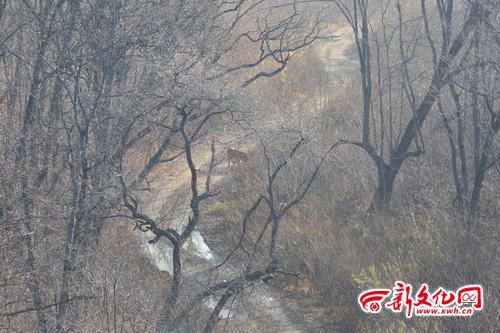 A photo taken on Oct. 26, 2013 shows a wild Siberian tiger on a mountain in northeast China's Jilin province. Wang Jinsheng, a freelance photographer shot 15 pictures of a Siberian tiger within three seconds and local authorities later confirmed that the tiger shown in the pictures was a real one. [Photo: www.xwh.cn]