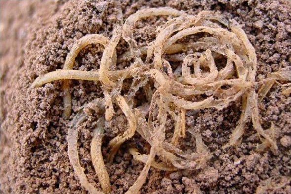 These noodles were discovered by archeologists at Lajia historical site in Minhe county of Northwest China's Qinghai province in 2002. Through research, archeologists concluded that the ingredients in the noodles were a mixture of millets (shu in Chinese) and they can be traced back 4,000 years, making them the earliest known noodles. [File photo]