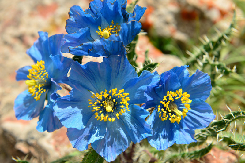 The 2014 expedition found several rare plants in Yanzhanggua Canyon on China's Qinghai-Tibetan Plateau. [China.org.cn] 