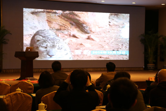 Photos of a snow leopard found by the 2014 expedition in Yanzhanggua Canyon on the Qinghai-Tibetan Plateau of China are shown at a Beijing press conference on the wildlife of Yanzhanggua Canyon on Jan 14, 2015. [China.org.cn] 