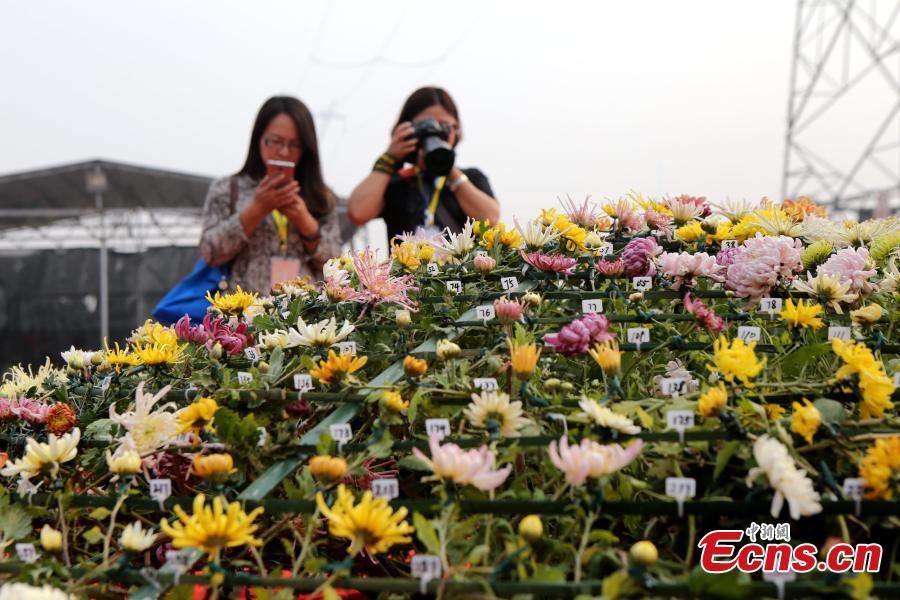 Chinese chrysanthemum earns its place in Guinness Book of World Records
