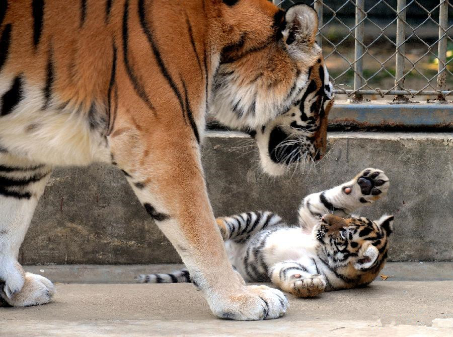 Siberian tiger cub plays at Suzhou Zoo