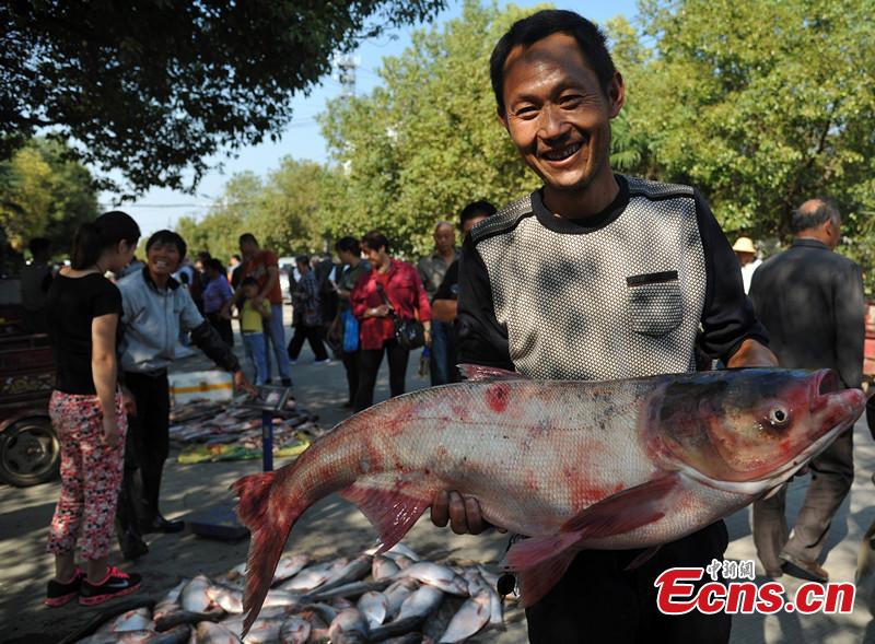 Fishing season in Chaohu lake of Anhui starts