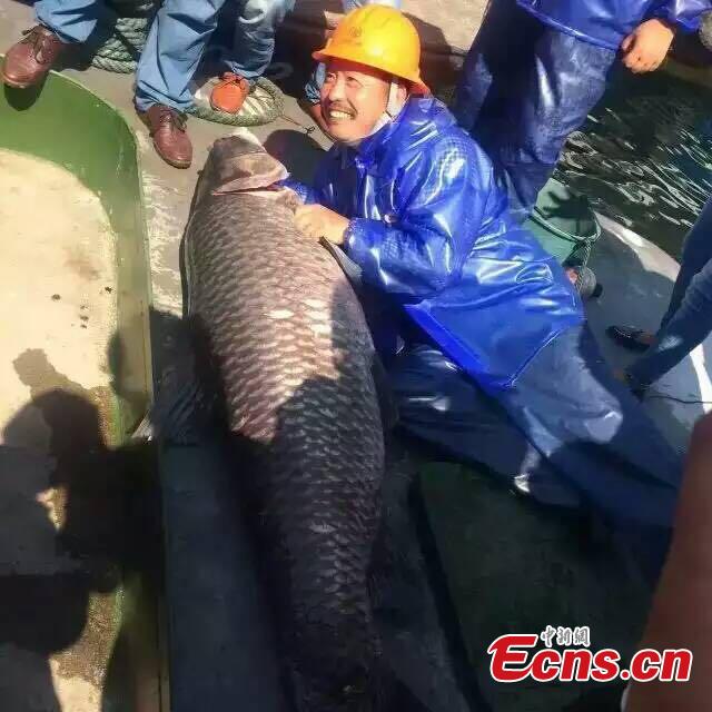 'King of fish' caught in Thousand Island Lake