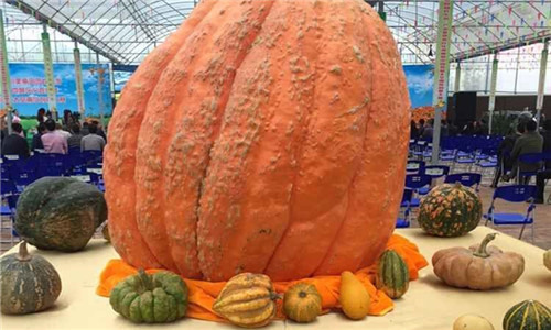 Space pumpkins shown in Sichuan