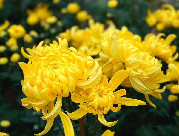 Chrysanthemum Flowers (File photo)