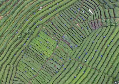 S China's tea farmers receive harvest season