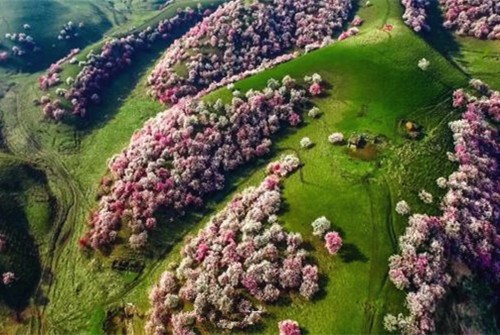Apricot flowers paint the valley pink in Xinjiang