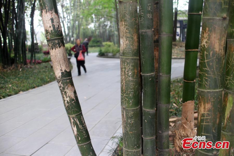 Bamboo park marred by graffiti