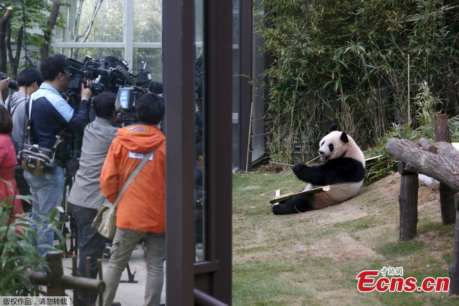 Giant pandas to meet visitors in South Korea
