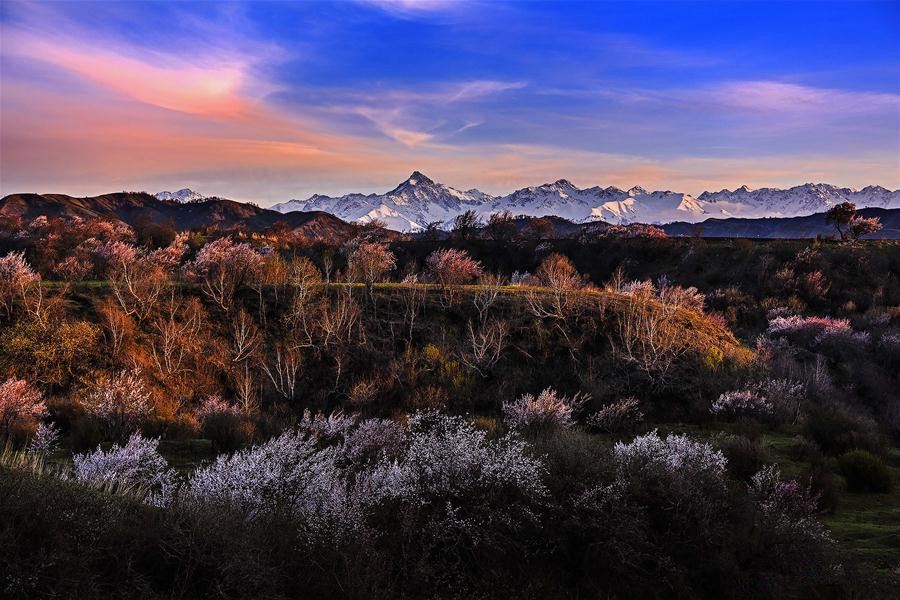 Almond flowers bloom in Xinjiang