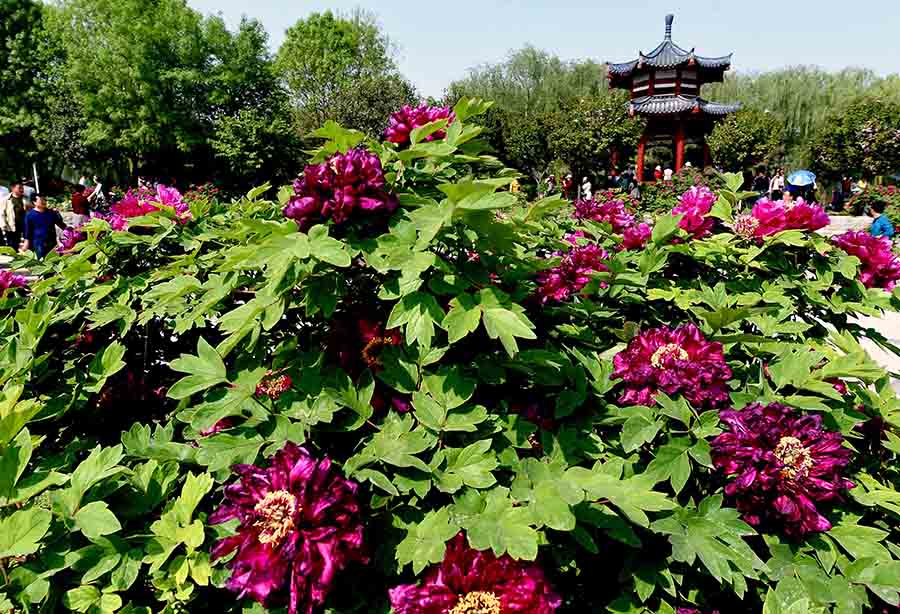 Ancient tree bears 256 peony blossoms in central China