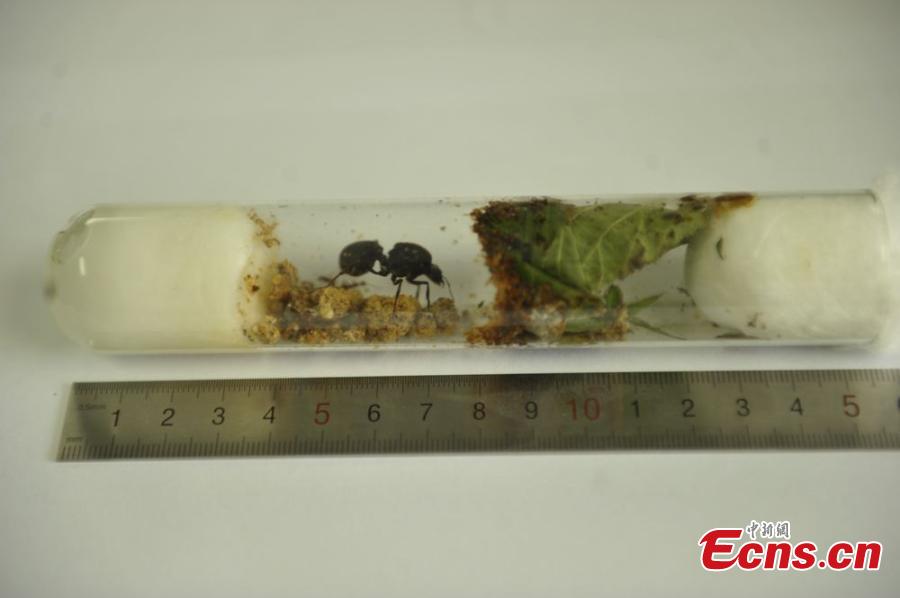 45 live ants caught inside German packages