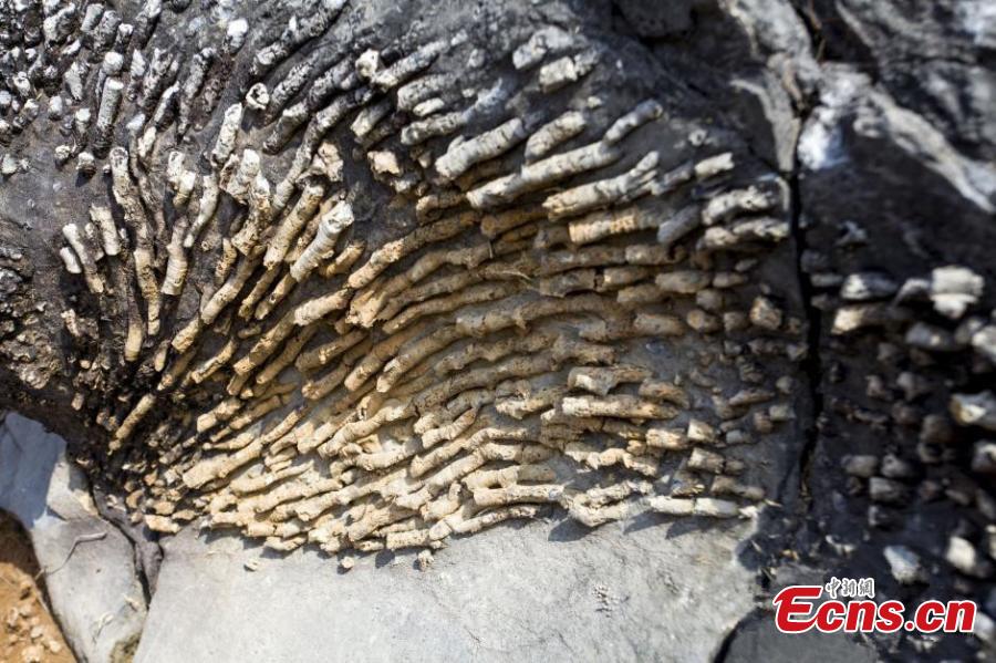 190 million-year-old fossils in central China county