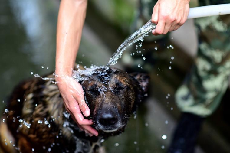 Police dogs under good care in Guangdong