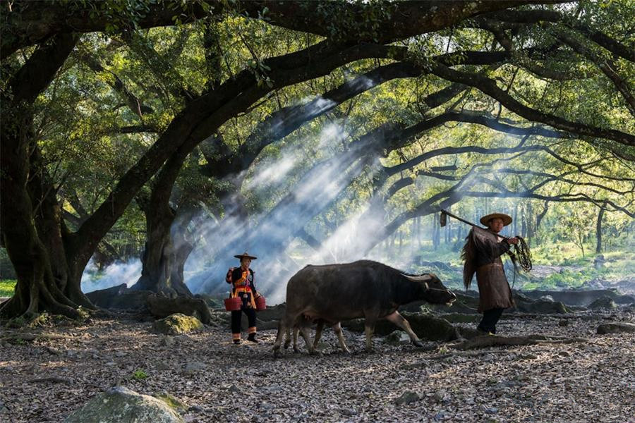 Spring scenery of Xiapu, Fujian
