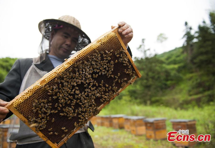 Beekeepers relocate as flowers bloom