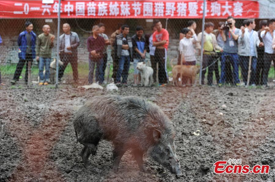 Wild boar and dog fight attracts spectators