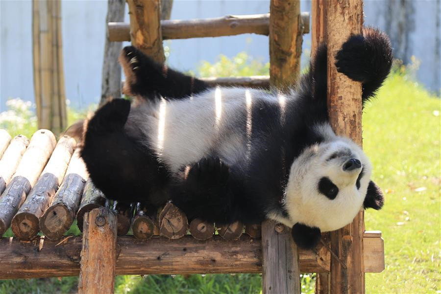Giant panda enjoys leisure life in Huangshan City