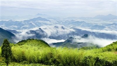 An Ding Yun Wu tea (Photo/zjol.com.cn)