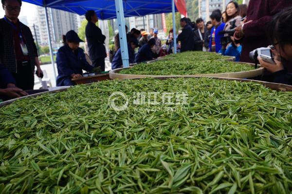 Jiukeng Mao Jian tea. (Photo/zjol.com)