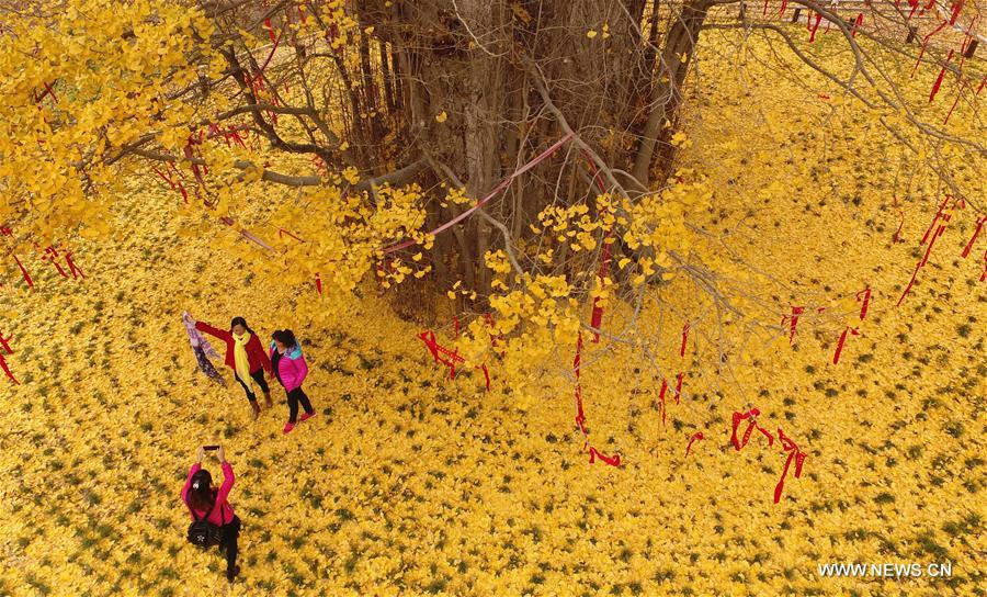 People enjoy scenery under ginkgo tree in NW China