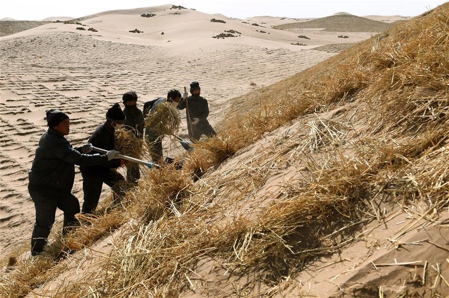 Ecological barrier under construction to prevent desertification in NW China