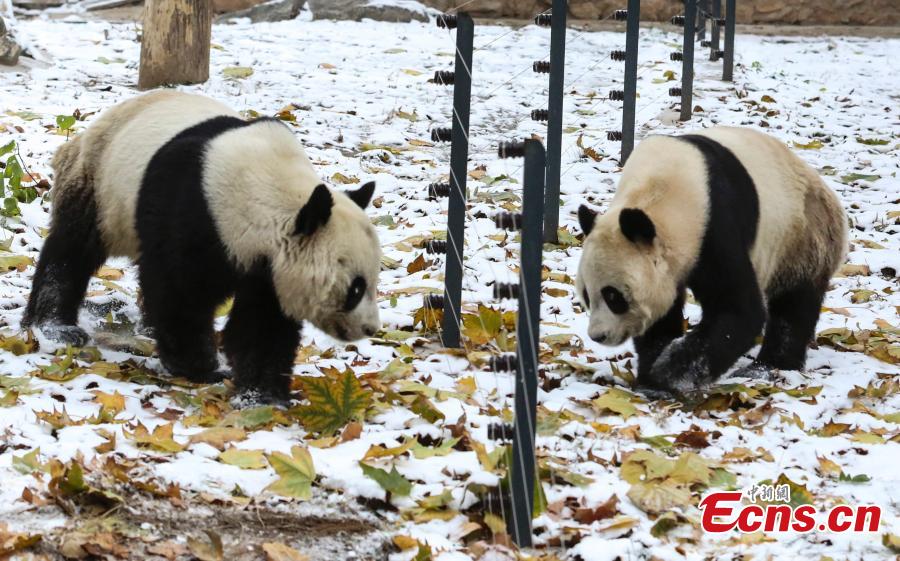 Pandas have fun in snow 