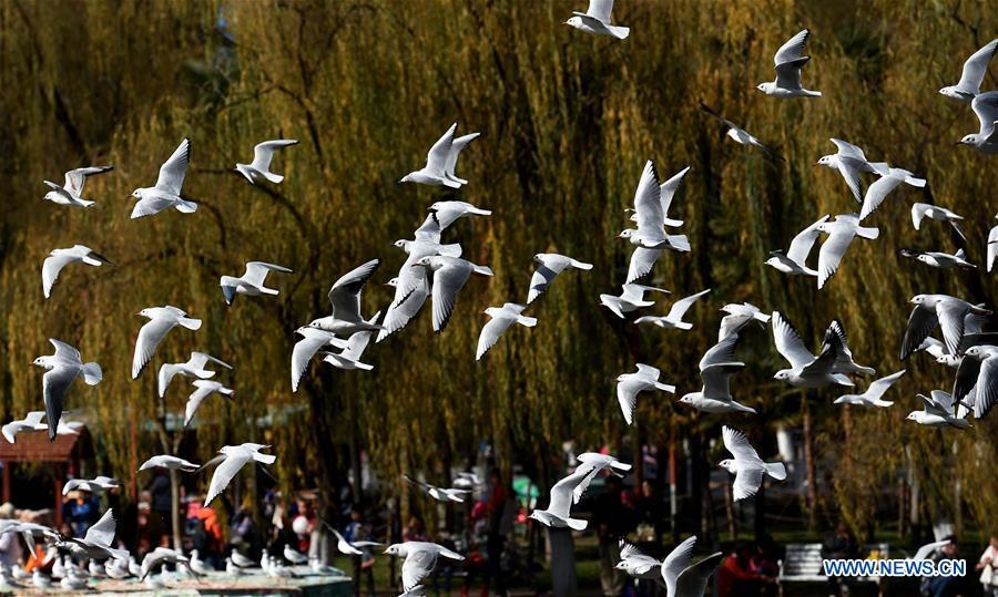 Black-headed gulls migrate to Kunming to live through winter