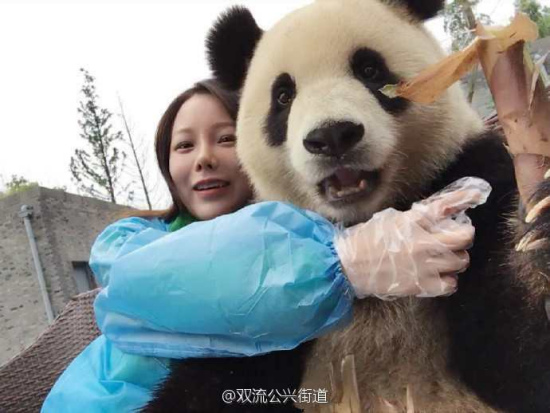 A panda from Chengdu recently made an impression on netizens after it took a selfie with a female visitor. In addition to holding onto the phone and taking the photo with the woman's help, the clever panda even adjusted its poses to create cuter photos. (Photo/bbs.chinadaily.com.cn)