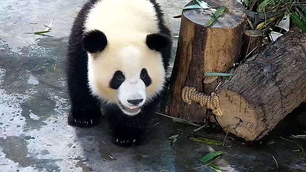 Meng Lan, a female panda at the Chengdu Research Base of Giant Panda Breeding in Southwest China's Sichuan province, celebrated her second birthday on July 4 by sharing an ice cake with other pandas. In May, she underwent an operation after suffering from a bone infection in her lower jaw. (Photo provided to China Daily)