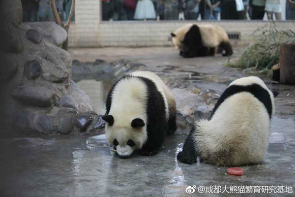 Meng Lan plays with other pandas. The female panda at the Chengdu Research Base of Giant Panda Breeding in Southwest China's Sichuan province, celebrated her second birthday on July 4 by sharing an ice cake with other pandas. In May, she underwent an operation after suffering from a bone infection in her lower jaw. (Photo provided to China Daily)