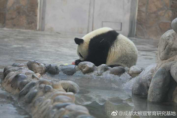 Meng Lan plays beside a pool. The female panda at the Chengdu Research Base of Giant Panda Breeding in Southwest China's Sichuan province, celebrated her second birthday on July 4 by sharing an ice cake with other pandas. In May, she underwent an operation after suffering from a bone infection in her lower jaw. (Photo provided to China Daily)